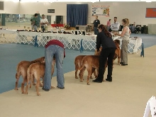 Dogue De Bordeaux 2003 Nationals