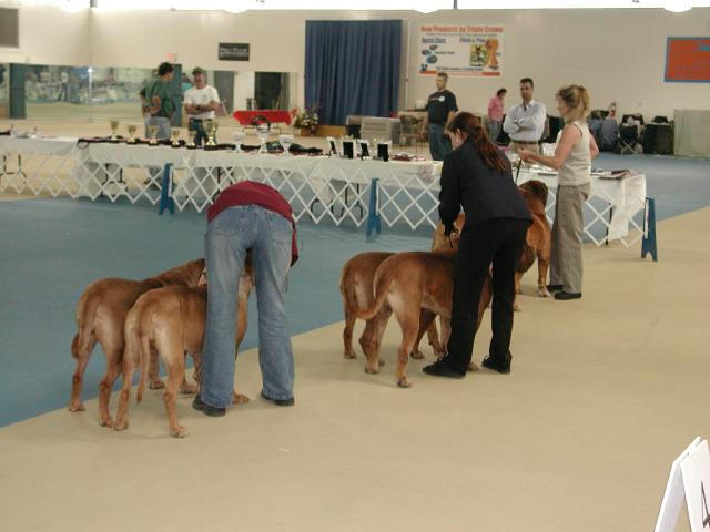 Dogue De Bordeaux 2003 Nationals