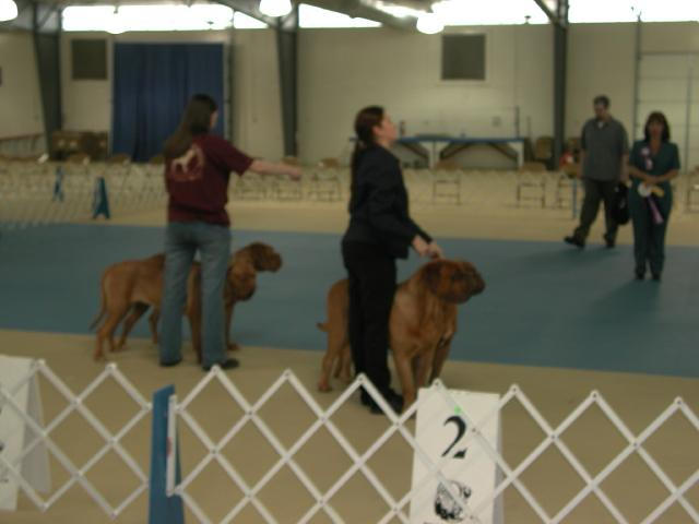 Dogue De Bordeaux 2003 Nationals