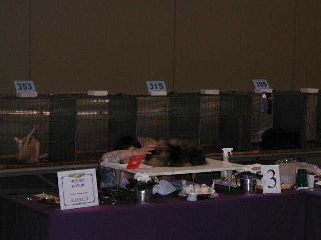 Austin Cat Fanciers 2003 show