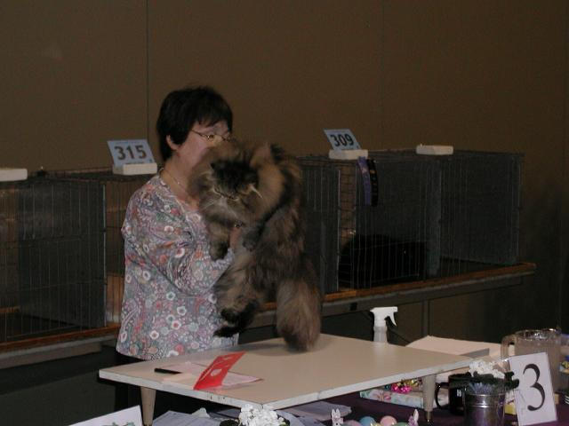 Austin Cat Fanciers 2003 show