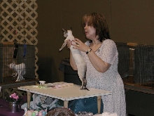 Austin Cat Fanciers 2003 show