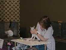 Austin Cat Fanciers 2003 show
