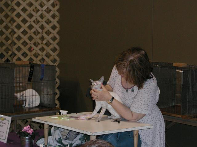 Austin Cat Fanciers 2003 show