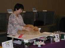 Austin Cat Fanciers 2003 show