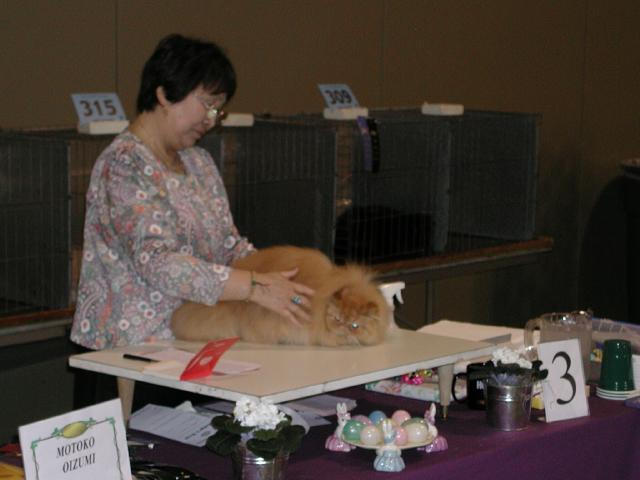 Austin Cat Fanciers 2003 show