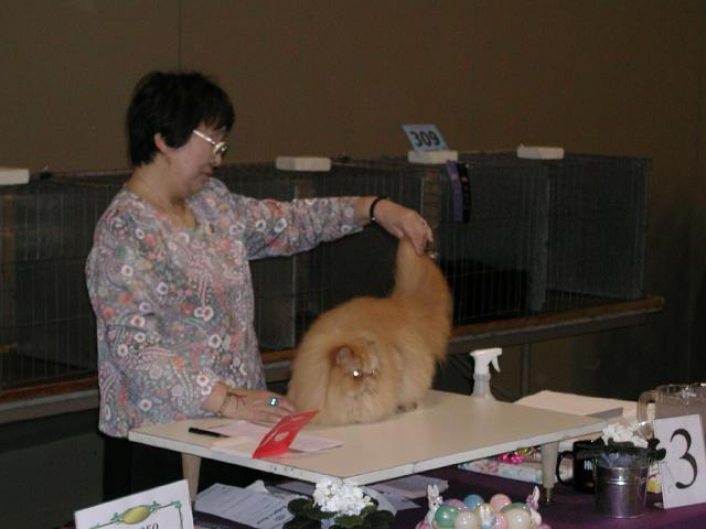 Austin Cat Fanciers 2003 show