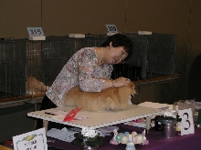 Austin Cat Fanciers 2003 show