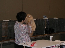 Austin Cat Fanciers 2003 show