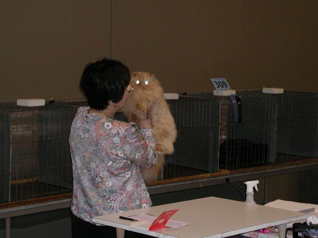 Austin Cat Fanciers 2003 show