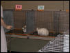 Austin Cat Fanciers 2003 show