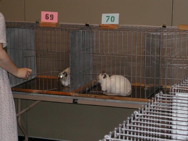 Austin Cat Fanciers 2003 show