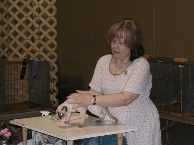 Austin Cat Fanciers 2003 show