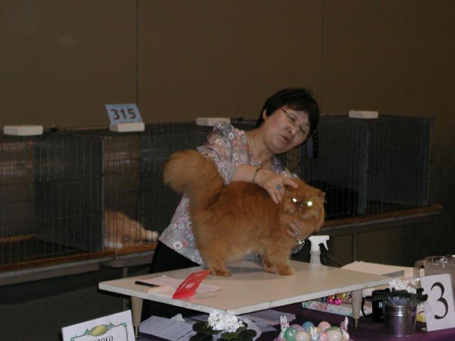 Austin Cat Fanciers 2003 show