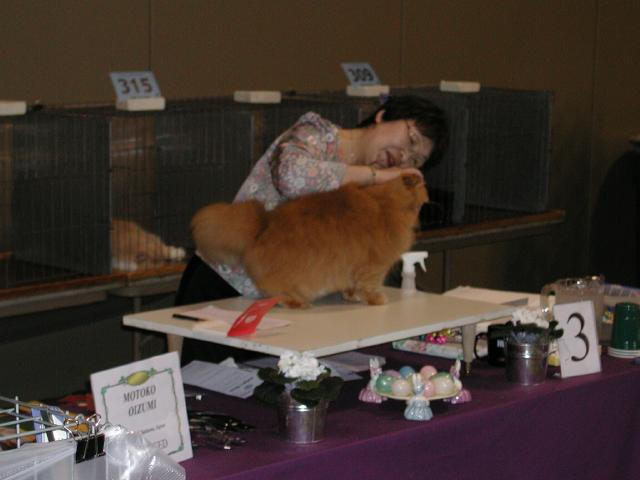 Austin Cat Fanciers 2003 show