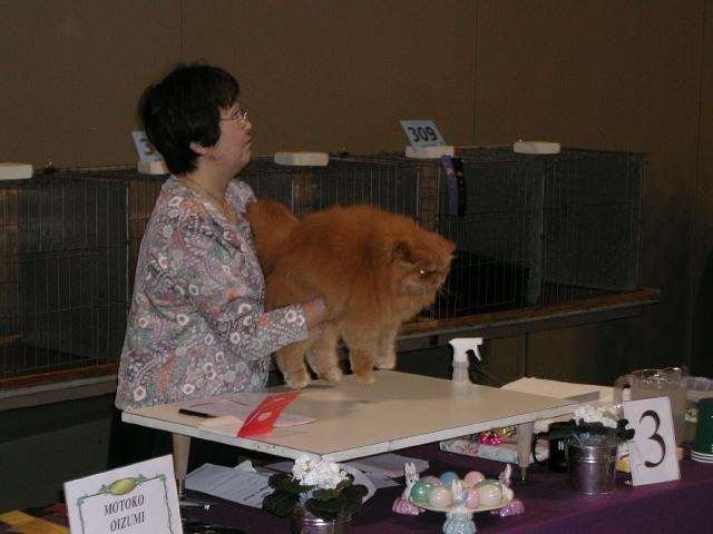 Austin Cat Fanciers 2003 show
