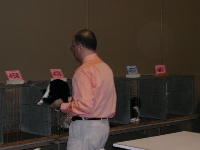 Austin Cat Fanciers 2003 show