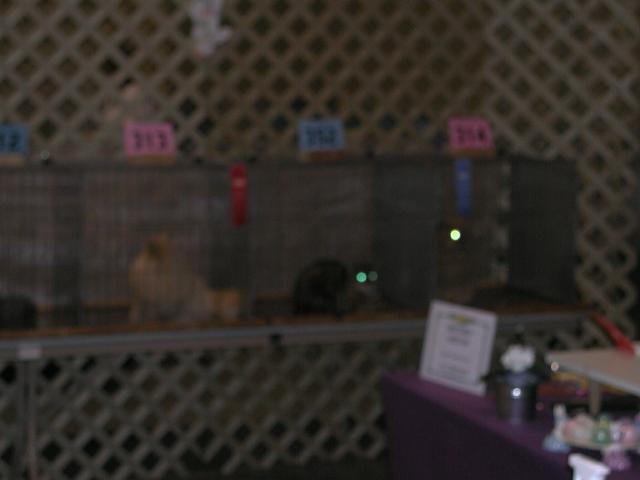 Austin Cat Fanciers 2003 show
