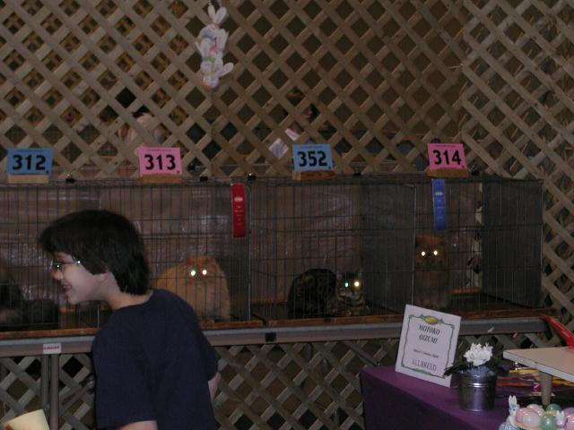 Austin Cat Fanciers 2003 show