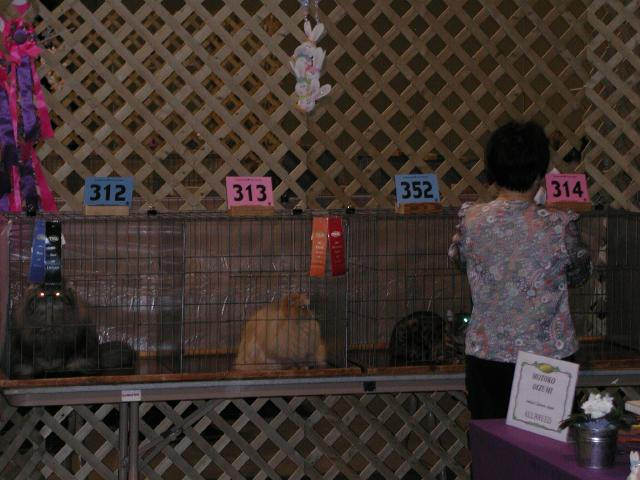 Austin Cat Fanciers 2003 show