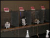 Austin Cat Fanciers 2003 show