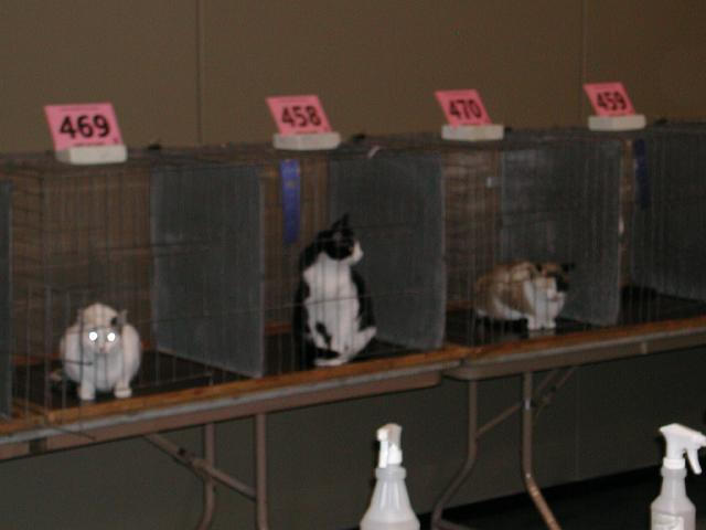 Austin Cat Fanciers 2003 show