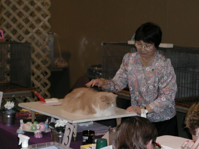 Austin Cat Fanciers 2003 show