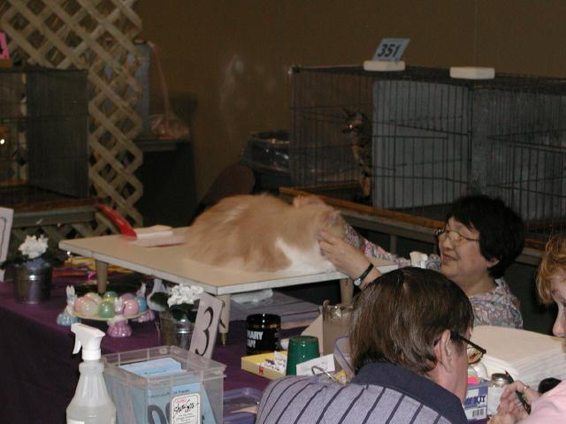 Austin Cat Fanciers 2003 show
