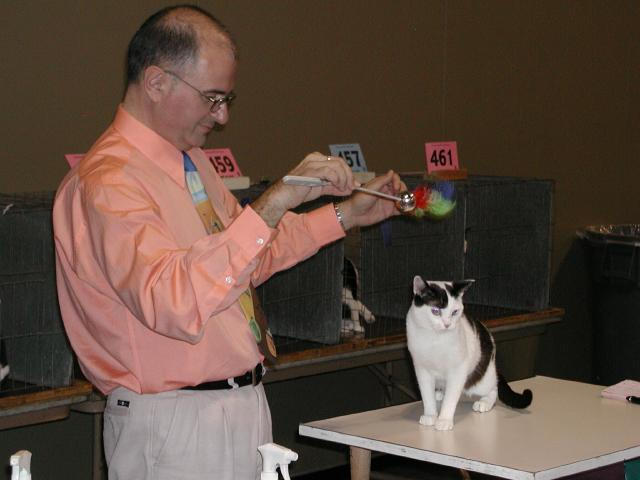 Austin Cat Fanciers 2003 show