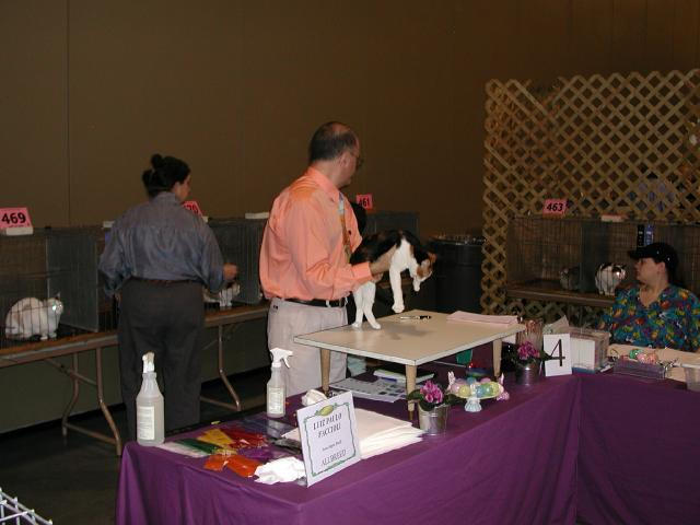 Austin Cat Fanciers 2003 show