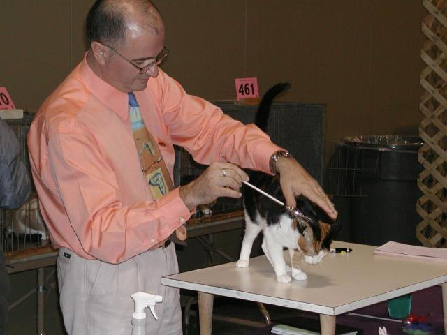 Austin Cat Fanciers 2003 show