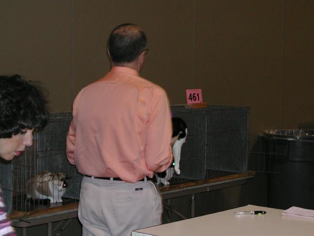 Austin Cat Fanciers 2003 show