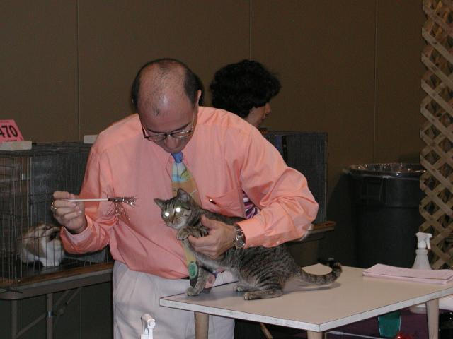 Austin Cat Fanciers 2003 show