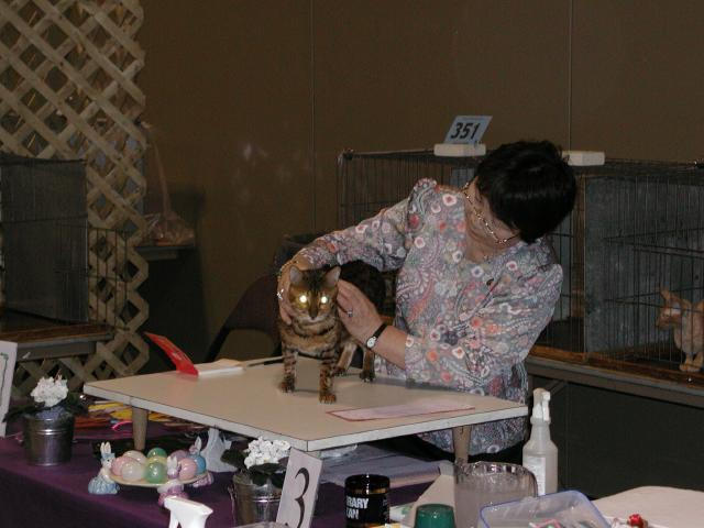 Austin Cat Fanciers 2003 show