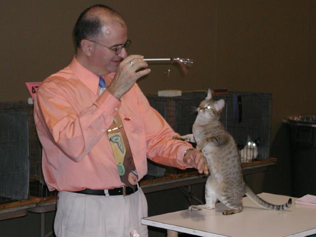 Austin Cat Fanciers 2003 show