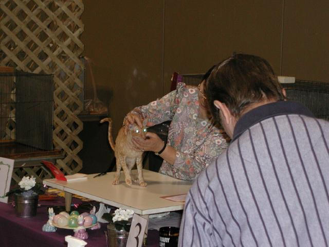 Austin Cat Fanciers 2003 show