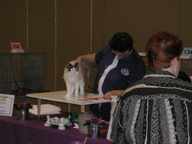 Austin Cat Fanciers 2003 show