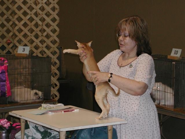 Austin Cat Fanciers 2003 show