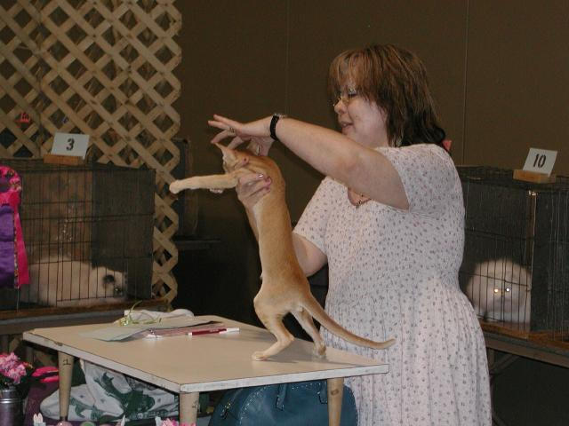 Austin Cat Fanciers 2003 show