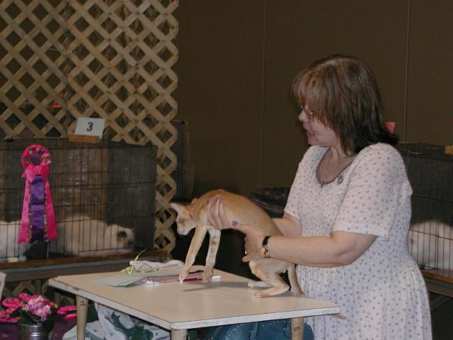 Austin Cat Fanciers 2003 show