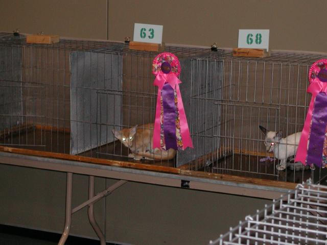 Austin Cat Fanciers 2003 show