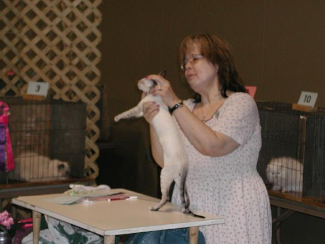 Austin Cat Fanciers 2003 show