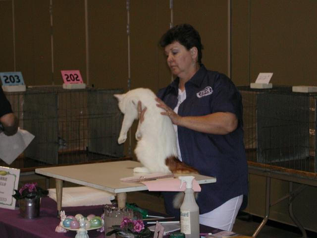 Austin Cat Fanciers 2003 show