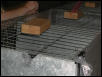 Austin Cat Fanciers 2003 show
