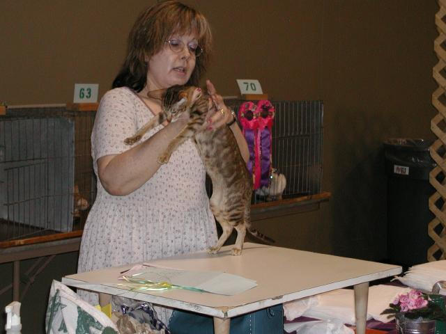Austin Cat Fanciers 2003 show