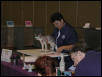 Austin Cat Fanciers 2003 show