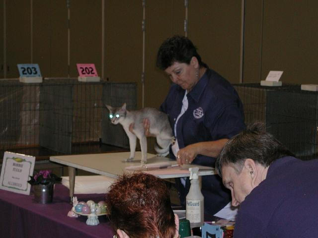 Austin Cat Fanciers 2003 show