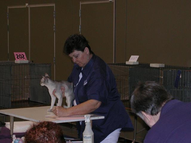 Austin Cat Fanciers 2003 show