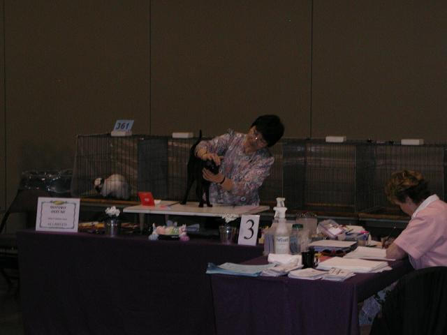 Austin Cat Fanciers 2003 show