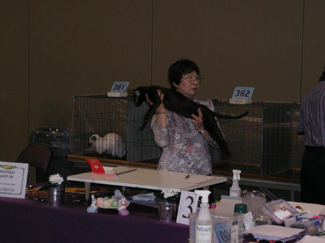 Austin Cat Fanciers 2003 show